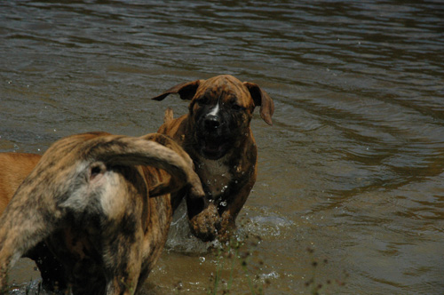 African Protector Boerboel 