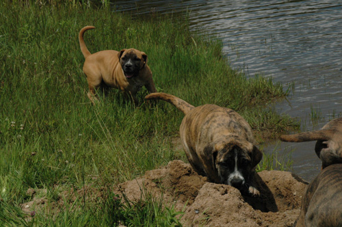 African Protector Boerboel<leer>