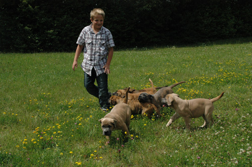 African Protector Boerboel