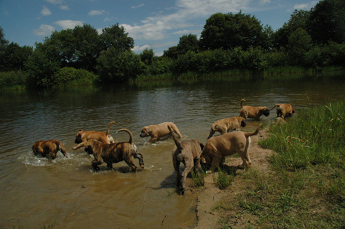 African Protector Boerboel