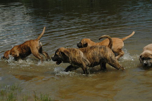 African Protector Boerboel