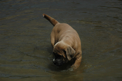 African Protector Boerboel