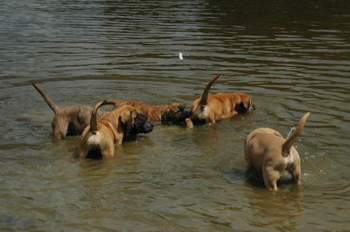 African Protector Boerboel