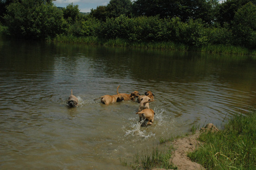 African Protector Boerboel