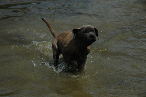 African Protector Boerboel