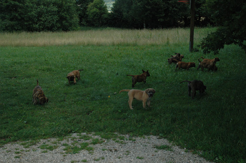 African Protector Boerboel