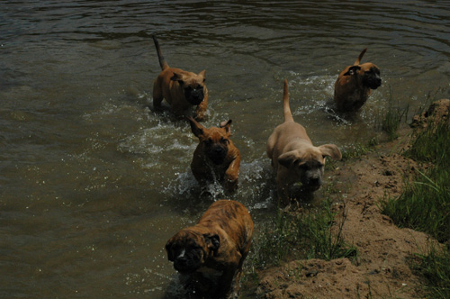 African Protector Boerboel