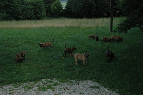 African Protector Boerboel