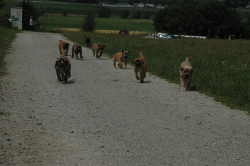 African Protector Boerboel