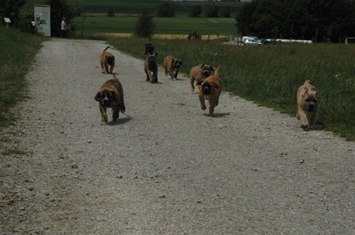 African Protector Boerboel