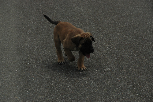 African Protector Boerboel