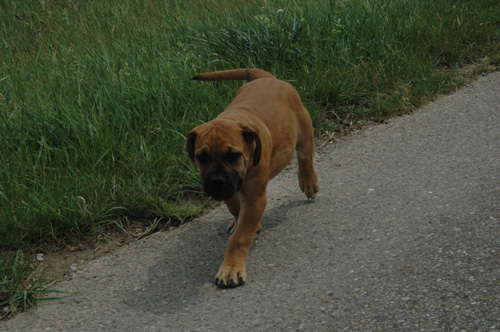 African Protector Boerboel