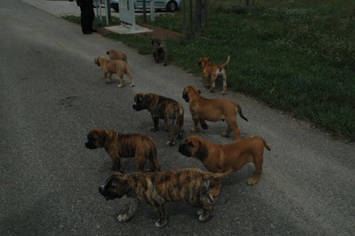 African Protector Boerboel