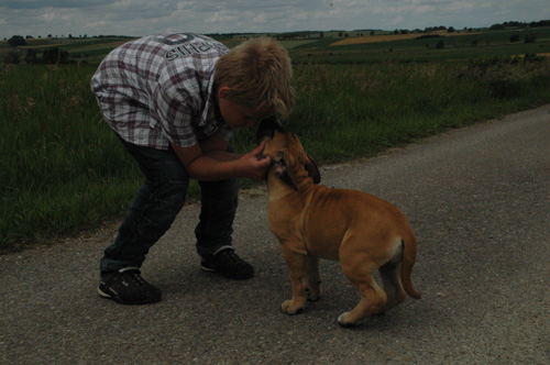 African Protector Boerboel