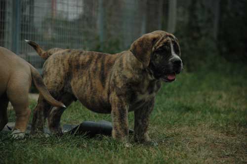 African Protector Boerboel