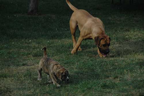 African Protector Boerboel