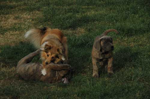 African Protector Boerboel