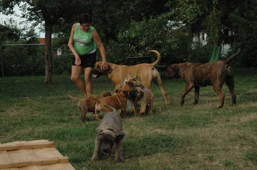 African Protector Boerboel