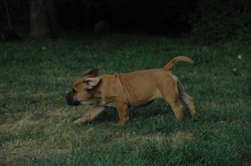 African Protector Boerboel