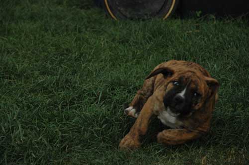 African Protector Boerboel