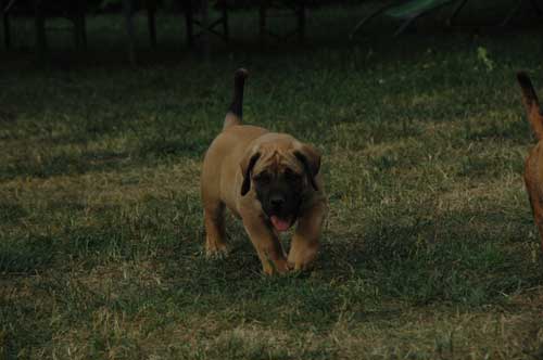 African Protector Boerboel