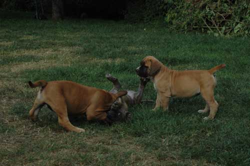 African Protector Boerboel