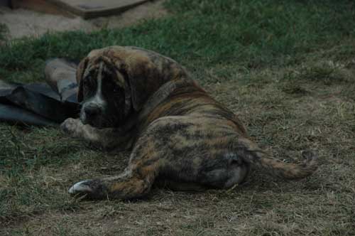 African Protector Boerboel