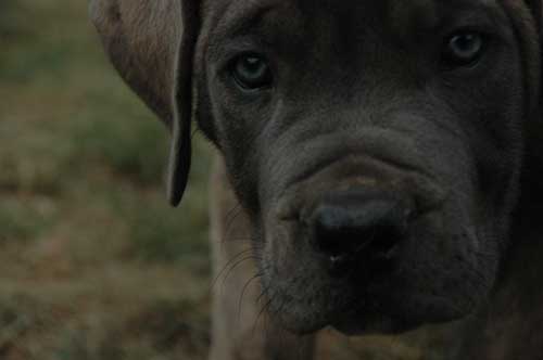 African Protector Boerboel