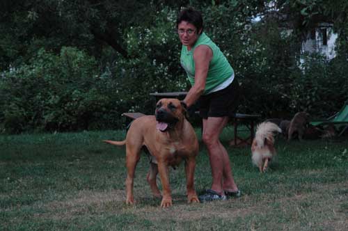 African Protector Boerboel