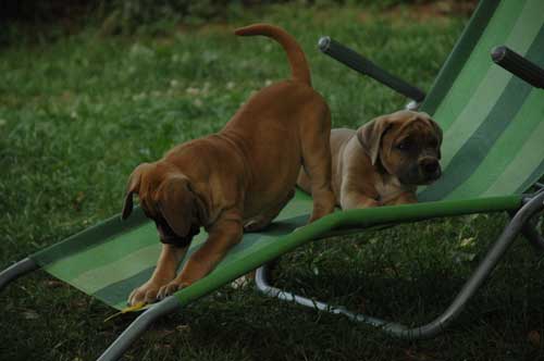 African Protector Boerboel