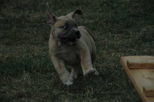 African Protector Boerboel