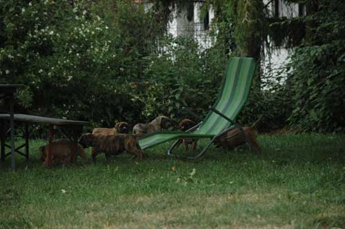 African Protector Boerboel