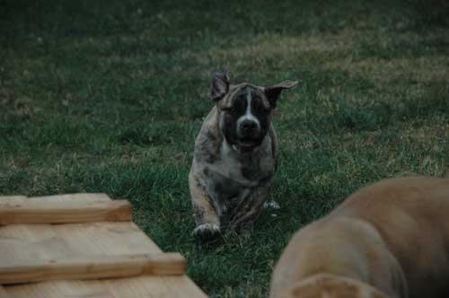 African Protector Boerboel