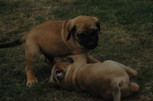 African Protector Boerboel