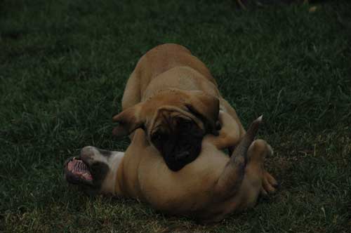 African Protector Boerboel