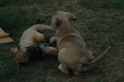 African Protector Boerboel