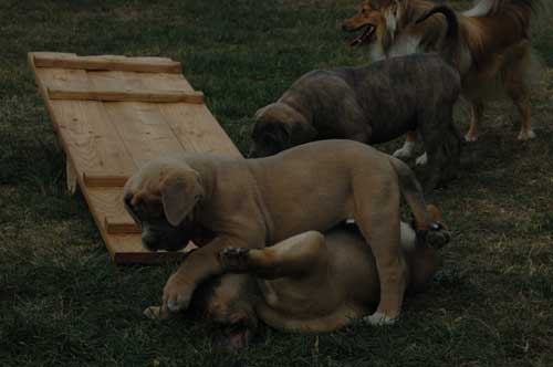 African Protector Boerboel