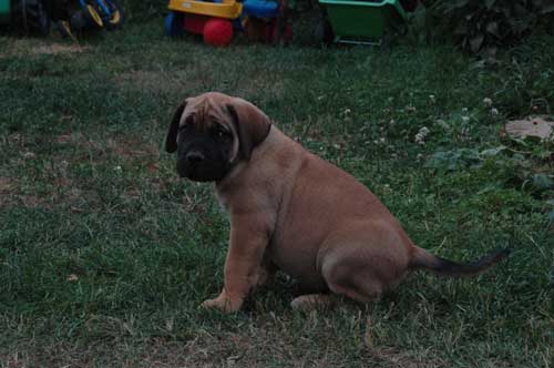 African Protector Boerboel