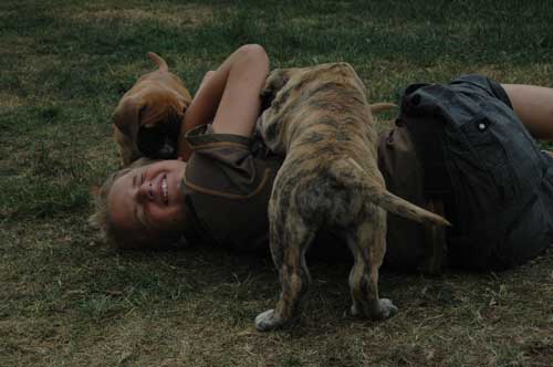 African Protector Boerboel