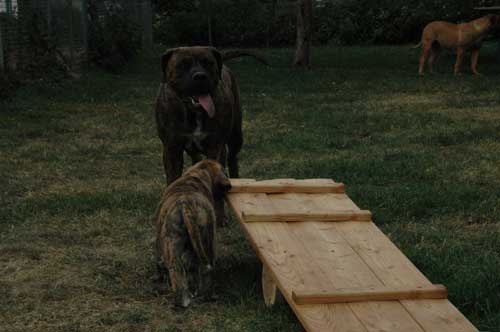 African Protector Boerboel