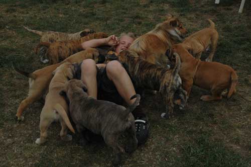 African Protector Boerboel