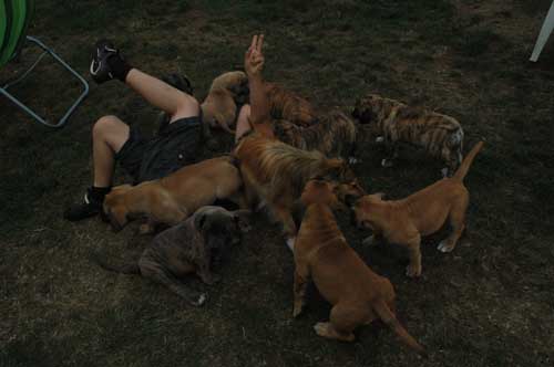 African Protector Boerboel