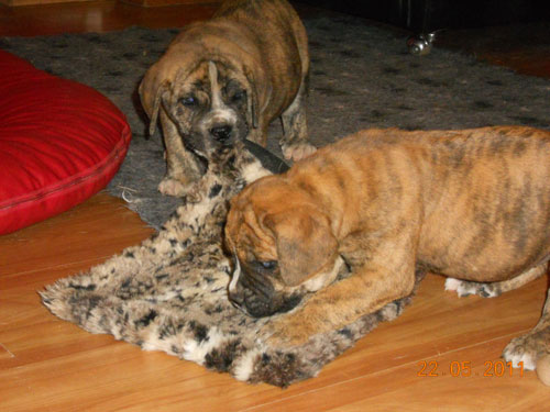 African Protector Boerboel