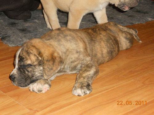 African Protector Boerboel