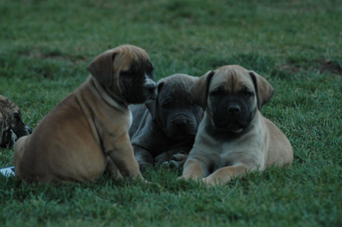 African Protector Boerboel