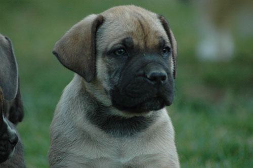 African Protector Boerboel