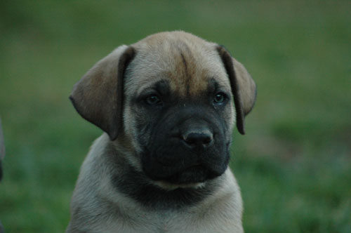 African Protector Boerboel