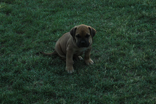 African Protector Boerboel