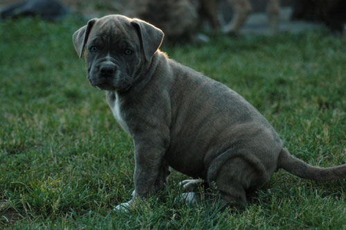 African Protector Boerboel