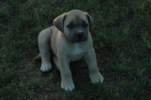 African Protector Boerboel